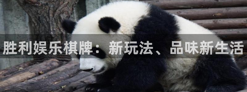 摩登7 lite注册